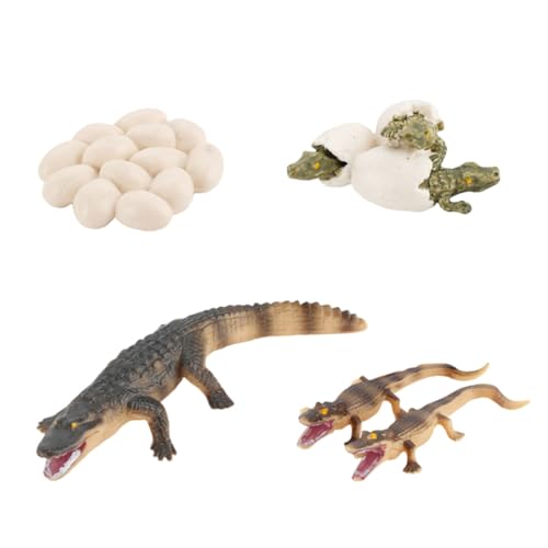 LRXIYODE Realistisches Krokodil Wachstumszyklus Modell Lernspielzeug Kunststoff Figur Geschenk für Mädchen Jungen Ab Jahren LRXIYODE Realistisches Krokodil Wachstumszyklus Modell Lernspielzeug Kunststoff Figur Geschenk für Mädchen Jungen Ab Jahren von LRXIYODE