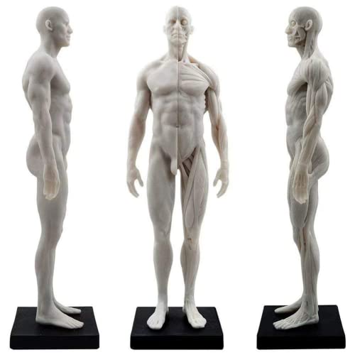 LSOAARRT Anatomie-Figur für weibliche Anatomie, Modell der Kunst, 28 cm, männlich von LSOAARRT