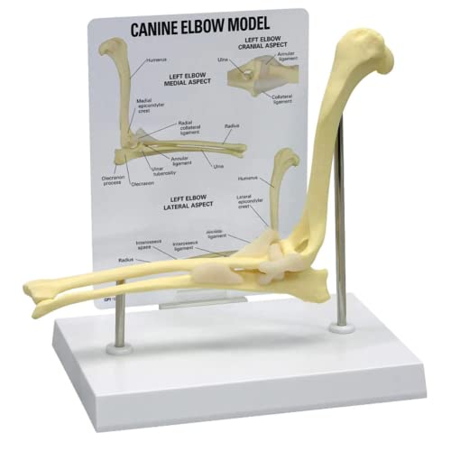 LSOAARRT Ellenbogengelenk-Modell für Hunde und Hunde, Lehrmittel für Veterinärstudien, Display-Unterricht, medizinisches Modell. Animal Body Anatomy Dog Ellenbogen für das Veterinäramt von LSOAARRT