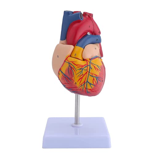 LSOAARRT Heart Model 2-teilige Deluxe Life Size Human Heart Replica mit 34 anatomischen Strukturen zusammengehalten mit Magneten inklusive montiertem Displaysockel detailliert von LSOAARRT