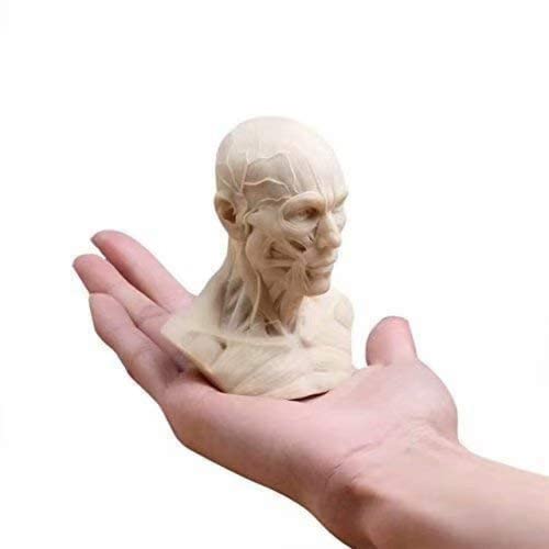 LSOAARRT Oral Human Model Anatomy Skull Head Muscle Bone Medical Art for The School (2#) von LSOAARRT