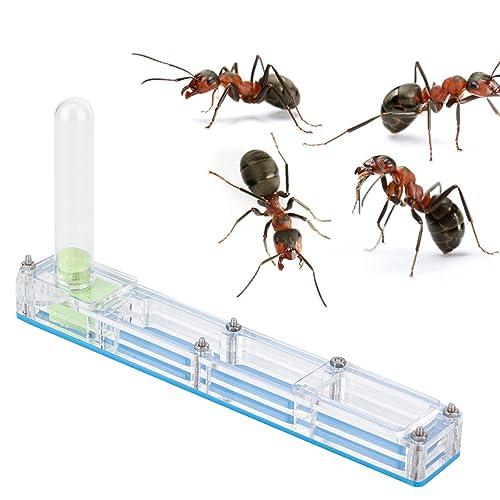 Ameisenzuchtbox, Ameisenfarmbox, Formicarium-Displaybo mit feuchtigkeitsspendendem Wasserturm, pädagogisches Ameisennestfarm-Formicarium für Ameisen (guarida Azul) von LTSQIN