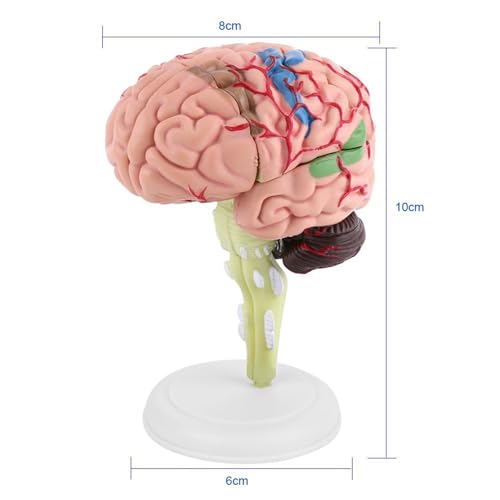 Anatomisches Gehirnmodell: Realistisches Menschliches Gehirn mit Farbenfroher Bemalung – Medizinisches Trainingsgerät und Lernspielzeug Zur Erforschung des Menschlichen Gehirns, von LUCKDANO