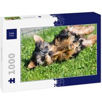 Lais Puzzle kleiner Hund 1000 Teile Lais Puzzle kleiner Hund 1000 Teile von Lais Systeme