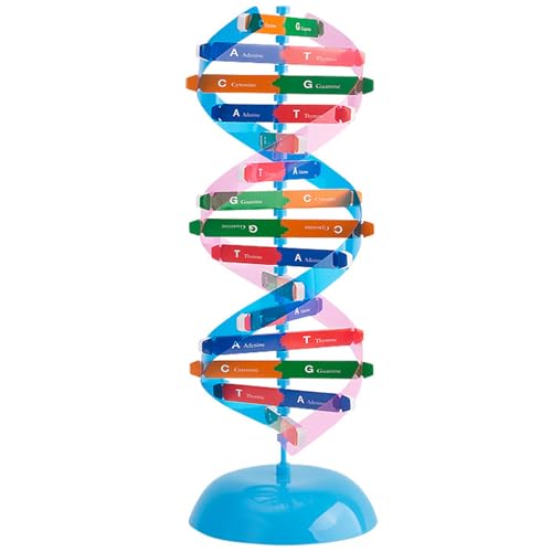 Lamppdcor DNA -Modell -DNA -Modell -Kit, DIY 13.7x4 Wissenschaftsmodelle, Doppelhelix -Struktur DNA -Modellkomponenten Science Educational Lehre Instrument Instrumentmodell von Lamppdcor