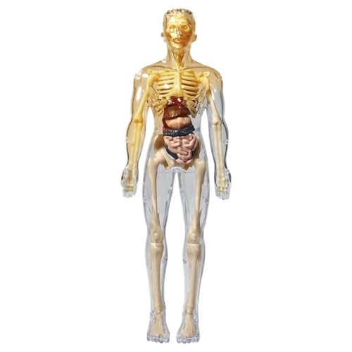 Menschliche Anatomie für Kinder, menschliches Körpermodell für Kinder, realistisches Modell der menschlichen Anatomie, DIY -abnehmbares menschliches Körpermodell, pädagogische menschliche Anatomie fü von Lamppdcor