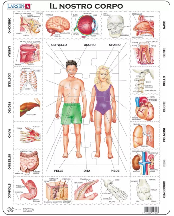 Larsen Rahmenpuzzle - Il Nostro Corpo (auf Italienisch) 35 Teile Puzzle Larsen-OB1-IT von Larsen