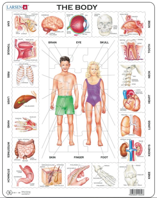 Larsen Rahmenpuzzle - The Body (auf Englisch) 35 Teile Puzzle Larsen-OB1-GB von Larsen