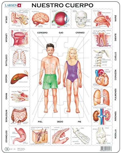 Puzzle 35 Teile - Rahmenpuzzle - Nuestro Cuerpo (auf Spanisch) von Larsen