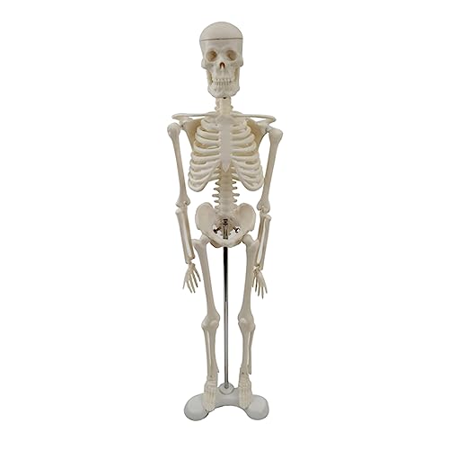 43,2 cm langes menschliches Skelettmodell mit beweglichen Armen und Beinen, wissenschaftliches Modellstudium, grundlegende Details des menschlichen Skeletts von Ldabrye