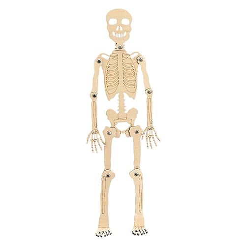 Menschliches Skelettmodell, Skelett-Actionfigur | Kleines menschliches Skelettspielzeug | Montageskelett, abnehmbares Strukturskelett, Anatomie-Lernwerkzeuge für den biologischen Unterricht von LearnLyrics
