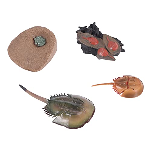 Losueeun Simulation Pfeil Schwanz Krebse Wachstums Zyklus Modell, Insekten Lebens Zyklus Action Figuren Modell Lebens Kognitions Modell Ornamente von Losueeun