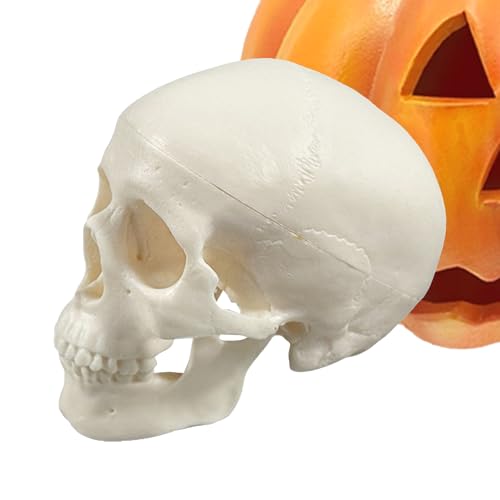 Lueear Totenkopf-Anatomie-Modell, Skelettkopf-Modell, kleines Anatomie-Schädel-Studien-Werkzeug, Halloween-Dekoration, Basteln für Klassenzimmer, Lernhilfe für Bildungsprojekte Lueear Totenkopf-Anatomie-Modell, Skelettkopf-Modell, kleines Anatomie-Schädel-Studien-Werkzeug, Halloween-Dekoration, Basteln für Klassenzimmer, Lernhilfe für Bildungsprojekte von Lueear