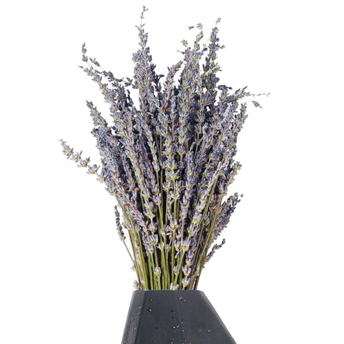 Lyricalist Original Dried Crafts Flowers - Dried Lavender Flower, Lavender Bundles | Lavender Flowers Symbol of Love diys Floral, Banquet Wedding Decoration for Home Office for Vase Decoration von Lyricalist