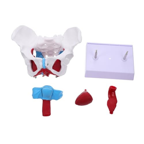 MAGICLULU 1 Stück Beckenpädagogisches Modell Beckenmodell Bildungsmodell Weibliches Modell Hüfte Für Lehre Lehrreich Menschlich Beckenstrukturmodell Modell Der Beckenanatomie Pvc MAGICLULU 1 Stück Beckenpädagogisches Modell Beckenmodell Bildungsmodell Weibliches Modell Hüfte Für Lehre Lehrreich Menschlich Beckenstrukturmodell Modell Der Beckenanatomie Pvc von MAGICLULU