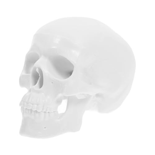 MAGICLULU Mini-schädelmodell Realistischer Menschlicher Schädel Aus Kunststoff Mit Abnehmbarem Unterkiefer Für Kunst Und Dekoration Für Schüler Und Mediziner MAGICLULU Mini-schädelmodell Realistischer Menschlicher Schädel Aus Kunststoff Mit Abnehmbarem Unterkiefer Für Kunst Und Dekoration Für Schüler Und Mediziner von MAGICLULU