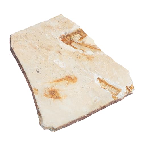 MAGICLULU Versteinerte Fischprobe Aus Kunstharz Paläontologie Lehrmittel Für Studenten Dekoration Für Zuhause Naturgetreue Fischfossilien Reproduktion MAGICLULU Versteinerte Fischprobe Aus Kunstharz Paläontologie Lehrmittel Für Studenten Dekoration Für Zuhause Naturgetreue Fischfossilien Reproduktion von MAGICLULU