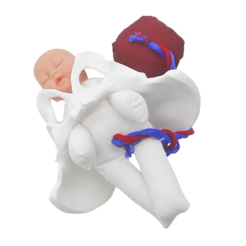 MAGICLULU Realistisches Geburts beckenmodell mit Fötus Nabelschnur und Plazenta Widerstandsfähiges Leicht zu Reinigendes Lehrmodell für Hebammen Medizinstudenten Tragbar für Unterricht und MAGICLULU Realistisches Geburts beckenmodell mit Fötus Nabelschnur und Plazenta Widerstandsfähiges Leicht zu Reinigendes Lehrmodell für Hebammen Medizinstudenten Tragbar für Unterricht und von MAGICLULU