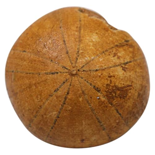 MAGICLULU Seaigel Präparat Pädagogisches Dekorationsobjekt Sicheres Paläontologie modell für Unterricht und Sammlungen Naturgetreues Meerestier exemplar Lehrmittel MAGICLULU Seaigel Präparat Pädagogisches Dekorationsobjekt Sicheres Paläontologie modell für Unterricht und Sammlungen Naturgetreues Meerestier exemplar Lehrmittel von MAGICLULU