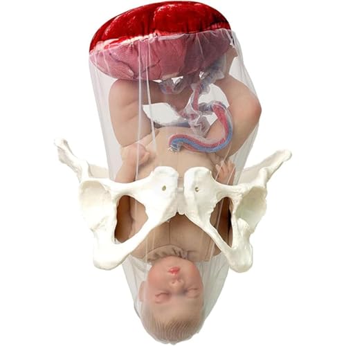 Simulator for ein weibliches Geburtsmodell for das Training im Gesundheitswesen – Becken und Modell mit Plazenta for die gynäkologische Ausbildung Simulator for ein weibliches Geburtsmodell for das Training im Gesundheitswesen – Becken und Modell mit Plazenta for die gynäkologische Ausbildung von MAPFei