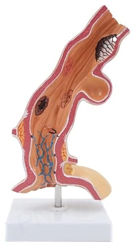 Menschlicher Anatomiewürfel, anatomisch medizinisches Modell, Schädelmodell, Skelettanatomiemodell, Anatomiemodell der Speiseröhrenanatomie, menschliches Körpermodell, Lehrmodell, Modell des Speiseröh von MGMGM