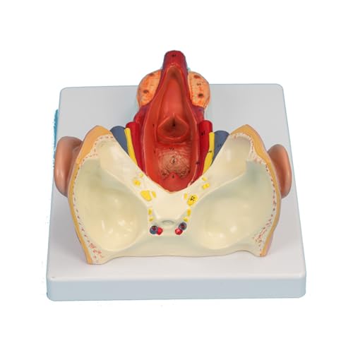 Menschlicher Anatomiewürfel, anatomisch medizinisches Modell, Schädelmodell, Skelettanatomiemodell, Studienvorlesung über anatomische Modelle der Rachenwandmuskulatur, anatomische Modelle, Lehrmittel, von MGMGM