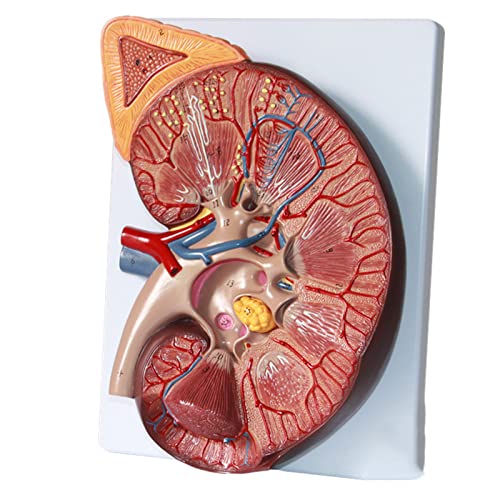 Würfel der menschlichen Anatomie, anatomisch medizinisches Modell, Schädelmodell, Skelett-Anatomiemodell, Anatomiemodell, pädagogisches Modell, anatomisches Modell der menschlichen Niere, Drüsenmodell von MGMGM