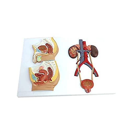 Würfel for die menschliche Anatomie, anatomisch-medizinisches Modell, Schädelmodell, Skelett-Anatomiemodell, Anatomiemodell menschlicher Organe, Modell des männlichen Urogenitalsystems und Lehrmittel- von MGMGM