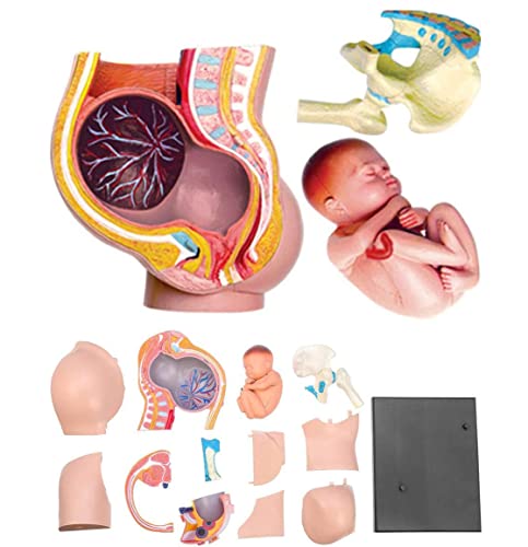 Würfel for menschliche Anatomie, anatomisch medizinisches Modell, Schädelmodell, Skelett-Anatomiemodell, Kaiserschnittmodell des mütterlichen Beckens, 4D-Anatomiemodell des menschlichen Beckens, fetal von MGMGM