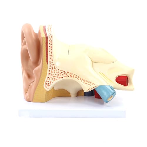 Würfel for menschliche Anatomie, anatomisch medizinisches Modell, Schädelmodell, Skelett-Anatomiemodell, Lehrmittel for Anatomiemodell des menschlichen Ohrs mit abnehmbaren Abschnitten, Strukturmodell von MGMGM