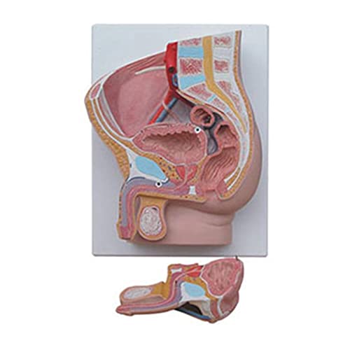 Würfel for menschliche Anatomie, anatomisch medizinisches Modell, Schädelmodell, Skelett-Anatomiemodell, Modell des männlichen Urogenitalsystems, menschliches sagittales Anatomiemodell, Becken-Sagitta von MGMGM