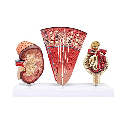 Würfel for menschliche Anatomie, anatomisch medizinisches Modell, Schädelmodell, Skelett-Anatomiemodell, anatomisches Nierenmodell, menschliches Organanatomiemodell, Nierenmodell mit Nephron-glomerulä von MGMGM