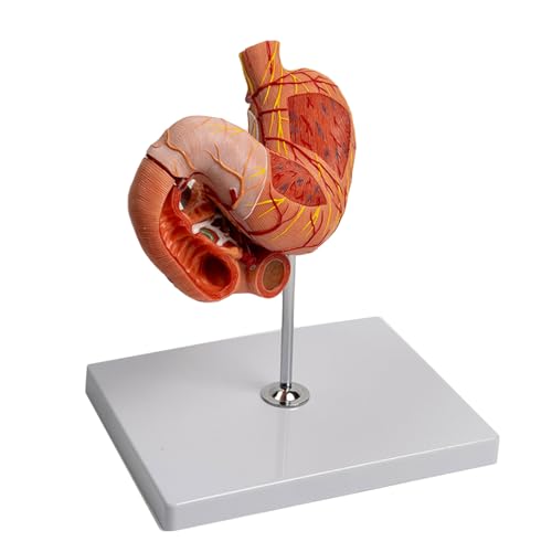 Würfel for menschliche Anatomie, anatomisch medizinisches Modell, Schädelmodell, Skelett-Anatomiemodell, menschliches Magenmodell, Anatomiemodell, menschliches Körpermodell, Magenanatomiemodell, mensc von MGMGM