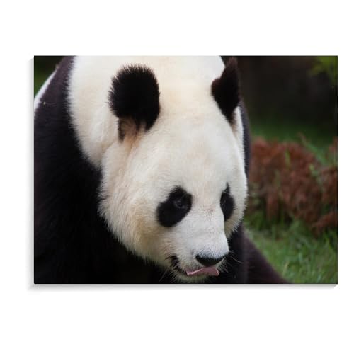 1500-Teiliges Puzzle Für Erwachsene, Panda, Geistiges Lernspielzeug, Ideal Zum Entspannen, Meditationsgeschenk, Puzzlebrett, 1500 Teile (87 × 57 cm) von MIDUNU