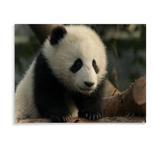 Puzzle 1000 Teile Für Erwachsene Und Kinder, Panda, Handgefertigte Puzzles, Puzzlespiel, Spielzeug, Personalisierte Geschenkpuzzles, Weihnachtspuzzles (75 × 50 cm) von MIDUNU