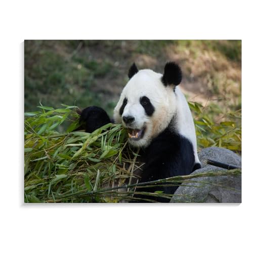 Puzzle Für Erwachsene 1000 Teile Panda-Weihnachtspuzzle Für Erwachsene Lernpuzzlespiel Kinderspielzeug Personalisierte Spiele Puzzlegeschenk (75 × 50 cm) von MIDUNU