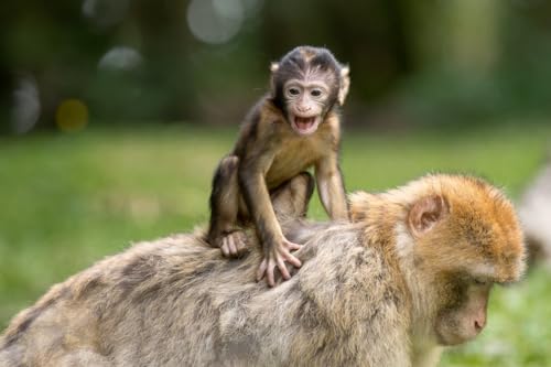 Baby-AFFE auf Mamas Rücken – 1500-teiliges Holzpuzzle – kreatives Geschenk für Jugendliche und Erwachsene von MMACPUZZLE