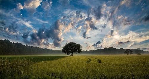 Baum im Feld, 10000-teiliges Puzzlepaket, Familienpuzzle, Heimdekoration, Unterhaltungsspielzeug für Erwachsene, lustiges Lernspielzeug von MMACPUZZLE