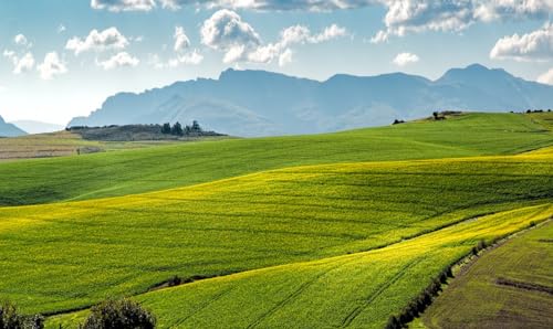 Eine Weite Wiese – 8000-teiliges Holzpuzzle – geeignet für Erwachsene, Jugendliche und Familien von MMACPUZZLE