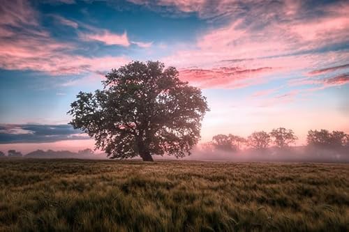 Felder im Morgenlicht, 300-teiliges Puzzle, Heimpuzzle, Heimdekoration, 300-teiliges Naturlandschaftspuzzle von MMACPUZZLE