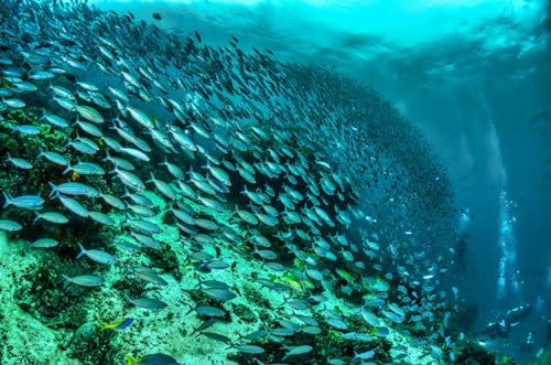 Fischschwärme im Meer - 1000 Teile Holzpuzzle - EIN Geschenk für die ganze Familie von MMACPUZZLE