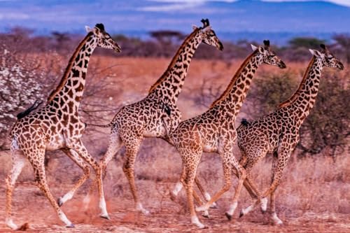 Giraffenfamilie – 15000-teiliges Holzpuzzle – Lernspiel, Familienpuzzle für Erwachsene von MMACPUZZLE