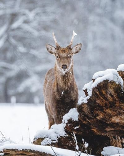 Hirsch im Schnee – 1500-teiliges Holzpuzzle – Puzzles für Erwachsene, lustige Geschenke von MMACPUZZLE