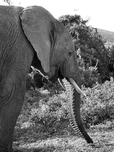 Schwarz-weißer Elefant – 8000-teiliges Holzpuzzle – Geschenk für Jungen oder Mädchen von MMACPUZZLE