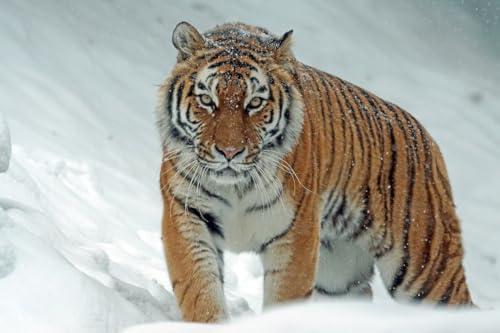 Tiger im Schnee – 5000-teiliges Holzpuzzle – Schwierigkeitsgrad und Herausforderung, großes Puzzle-Spiel, Puzzle-Geschenk von MMACPUZZLE
