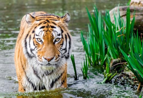 Tiger im Wasser – 5000-teiliges Holzpuzzle – für Erwachsene und Jugendliche von MMACPUZZLE