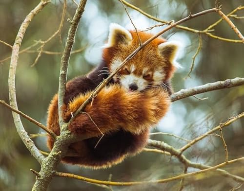 Waschbär schläft auf einem AST – 5000-teiliges Holzpuzzle – die ganze Familie kann es genießen und ist EIN tolles Geschenk von MMACPUZZLE