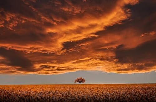 Weizenfeld und einsamer Baum bei Sonnenuntergang, 12000-teiliges intellektuelles Puzzle für Erwachsene, geeignet für Spieleabende, interaktives Familienpuzzle, das befriedigendste Tischspiel von MMACPUZZLE