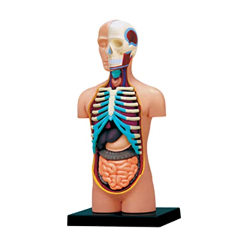 Menschliches Modell mit abnehmbaren menschlichen Organen, menschliches Körpermodell, Wissenschaft, Schulbedarf für Kinder, Studenten von MOIDHSAG