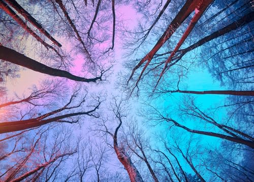 Puzzle 1000 Teile,Puzzle Erwachsene, EIN Herausforderndes Rätsel,Puzzlespiele für Die Ganze Familie,Geschenke für Frauen,Geschenke für Männer,Thema:Himmel unter Zweigen Puzzle 1000 Teile,Puzzle Erwachsene, EIN Herausforderndes Rätsel,Puzzlespiele für Die Ganze Familie,Geschenke für Frauen,Geschenke für Männer,Thema:Himmel unter Zweigen von MOJIGE